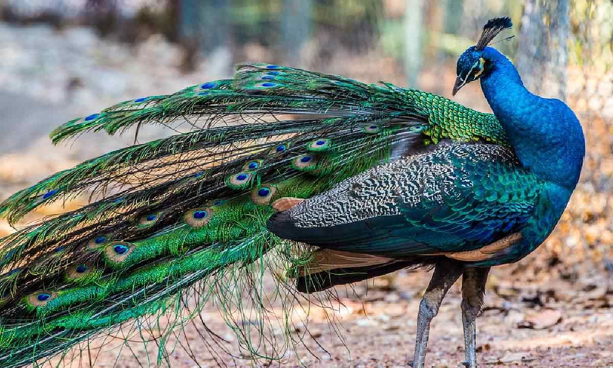 Ilustrasi mimpi menangkap burung merak