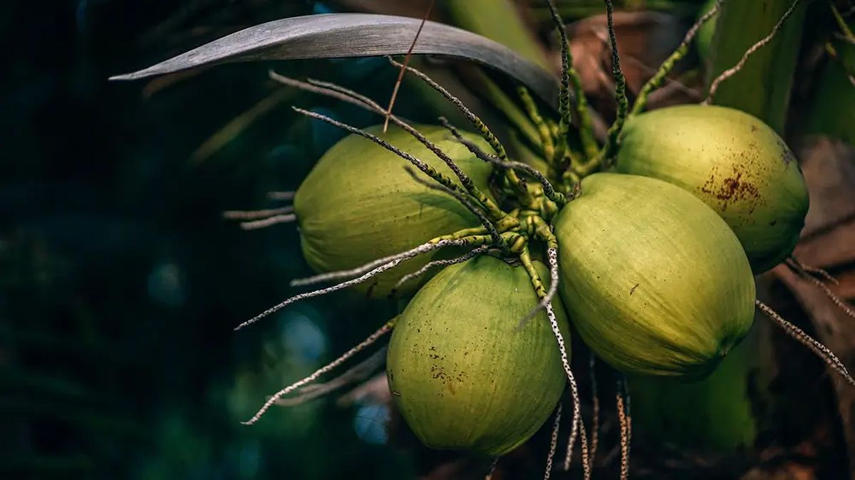 Kelapa Muda Segar