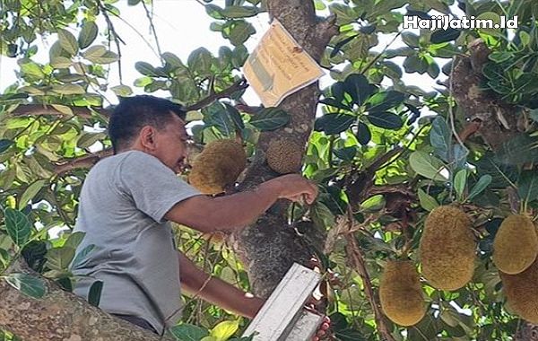 Kode Alam dan Arti Mimpi Membeli Buah Nangka Muda