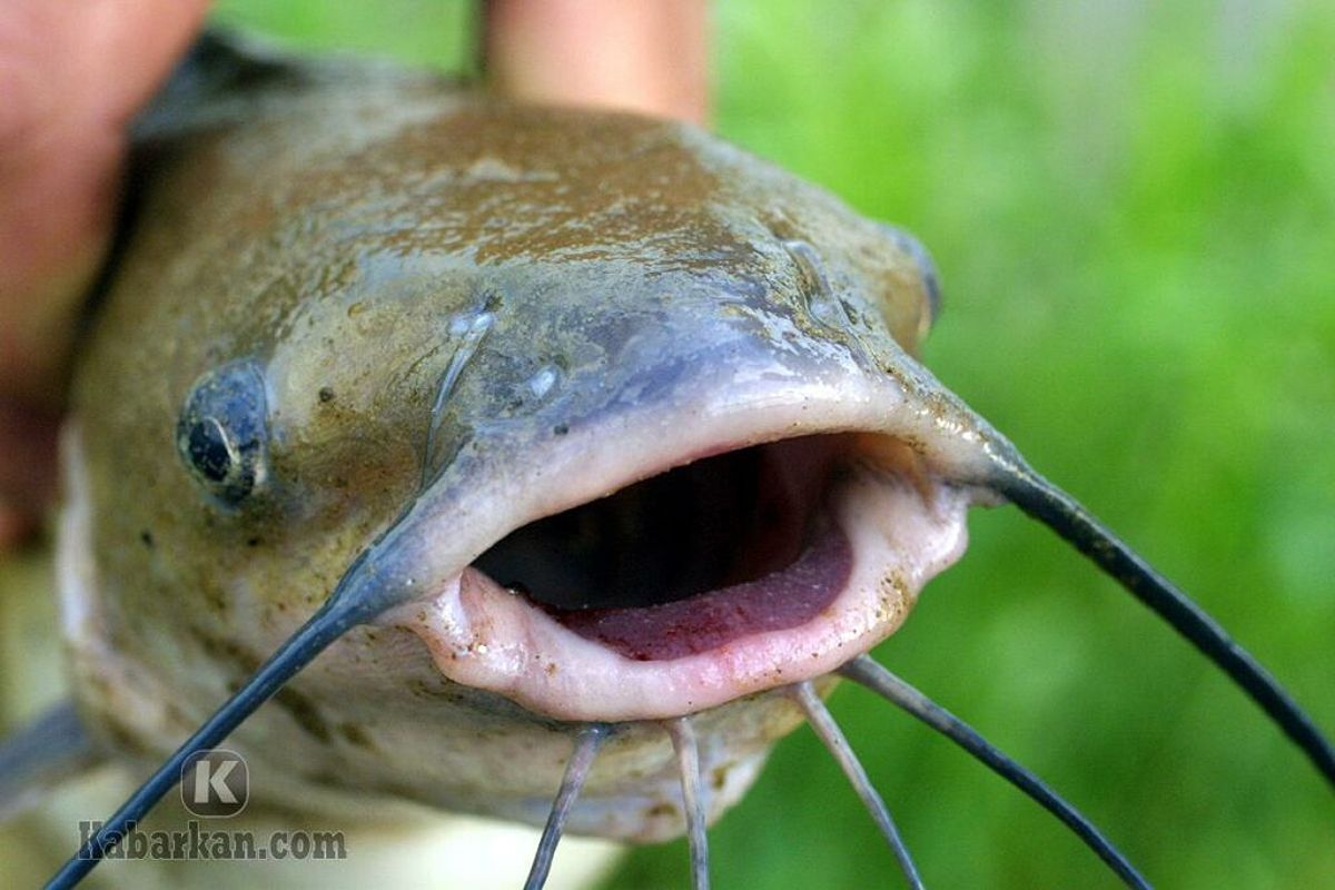 Menangkap Banyak Ikan Lele