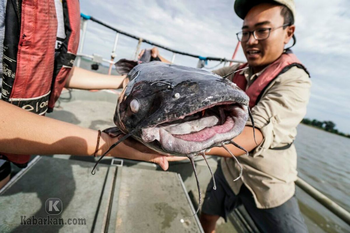 Menangkap Ikan Lele di Sungai