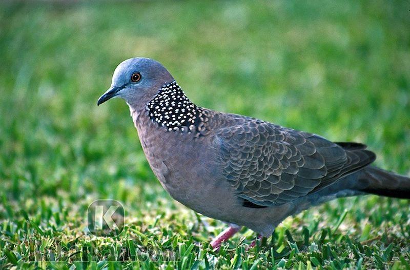 Tafsir menangkap burung Tekukur