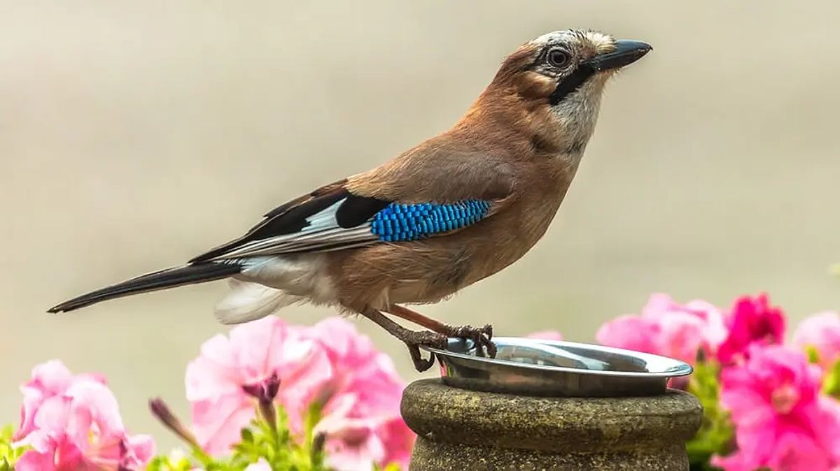 Arti Mimpi Burung Perkutut Pertanda Dikaruniai Kebahagiaan