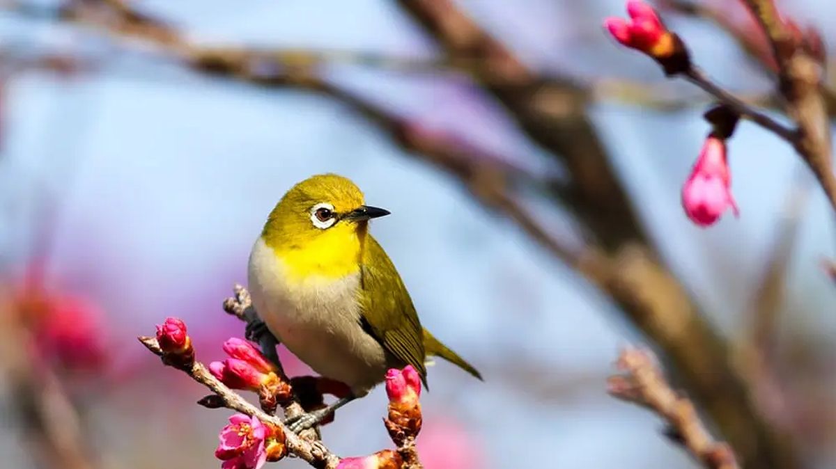 Arti Mimpi Burung Perkutut yang Membawa Kabar Baik