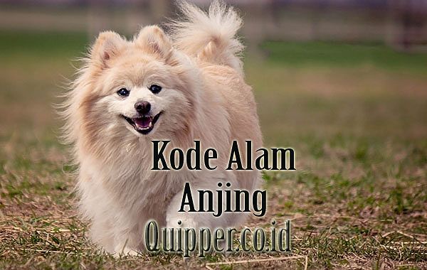 Kode Alam Anjing