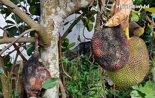 Kode Alam dan Arti Mimpi Melihat Buah Nangka Busuk