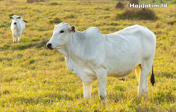 Sapi Melahirkan Lancar