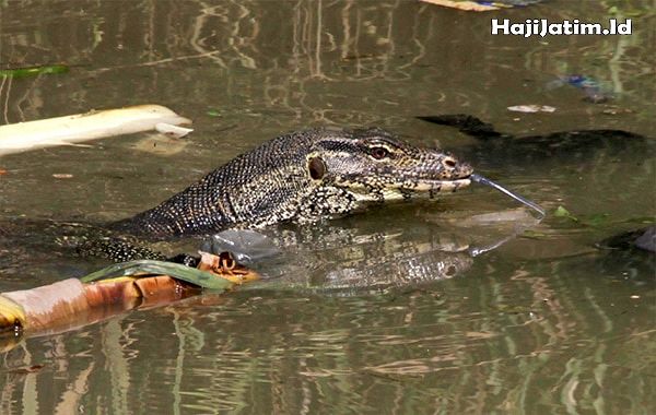 Tafsir melihat biawak berjemur