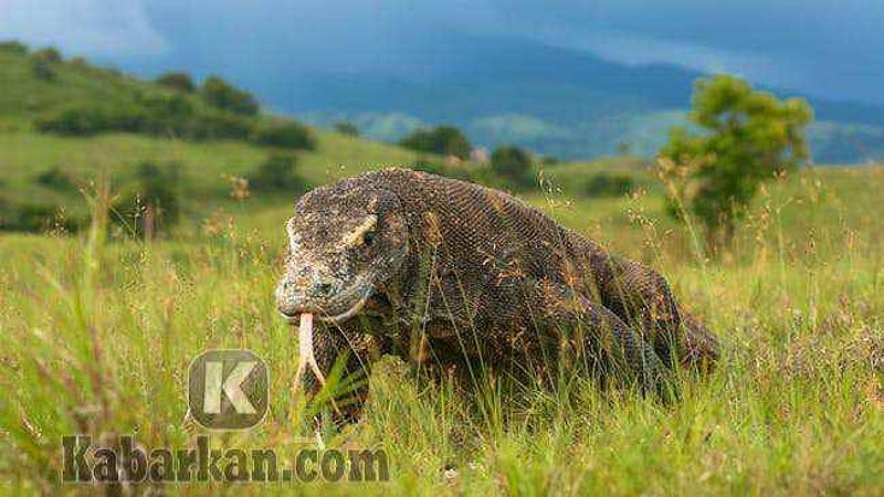 Tafsir melihat biawak tidak berekor